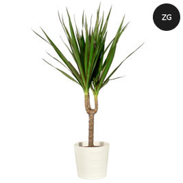 Buket.hr - Dracena